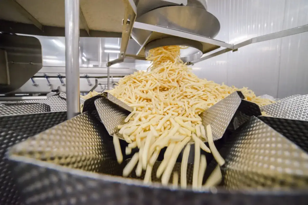 Góra ziemniaków, które staną się chrupiącymi frytkami mcdonald, spada na taśmociąg w fabryce.
